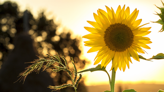 Sunscreen, Schedules & Sanity: How to Survive Summer Without Quitting Your Job