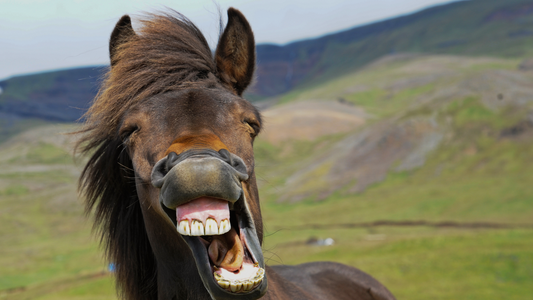 Dressage Divas vs. Rodeo Rebels: A Hilarious Guide to Horse Disciplines