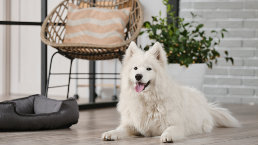 Paws, Purpose, and Peace: A Guide to Organizing a Pet Room That Reflects Love, Loyalty & Lifestyle