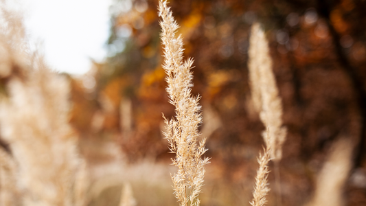 25 Fun Quotes to Embrace the Magic of Autumn