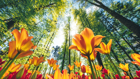 Wildflowers & Whimsy: 12 Revolutionary Spring Dates That’ll Spark Deeper Connection & Lasting Memories