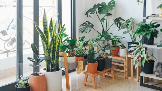 The Secret Life of Your Houseplants: What They’re Really Thinking