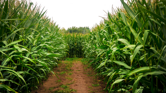 The Corn Maze Strategy: Why Getting Lost Is the Best Way to Find Your Next Big Idea
