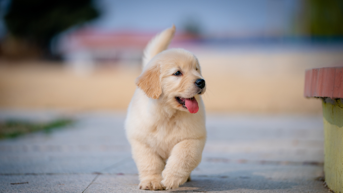 Dog Ownership 101: How to Raise a Happy Dog Without Turning Into a Burnt-Out Dog Parent