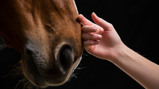 Horse Ownership Is Not a Hobby: What Horses Teach You About Leadership, Energy, and Trust